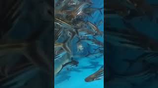 ikan pangasius ikan kolam bagus buat aquarium😁