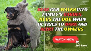 BEAR CUB WALKS INTO FAMILY’S GARDEN, HUGS THE DOG WHEN HE TRIES TO BARK AND ALERT THE OWNERS.