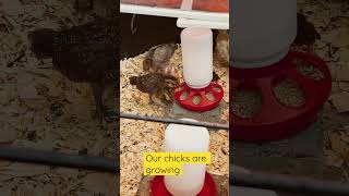 Chicks update