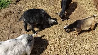 Backyard goats! Nigerian Dwarf. (New additions)