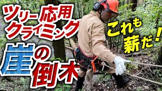 崖の上から倒木を切る！【ツリークライミング】応用編