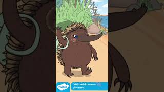 Wombats Picnic: Making Fractions Fun #shorts