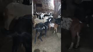 I love goat farming. #goat #goatfarming #goat #animal #youtube #youtubeshorts #viralvideo #goatfarm