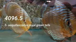 S. AEQUIFASCIATUS ROYAL GREEN TEFE L