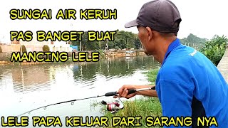 sungai jakarta pas lagi air  keruh‼️ mancing lele panen  lele pada keluar dari sarang nya