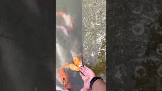 Fishing 🎣 #subscribe   #trending #shortsvideo #viral