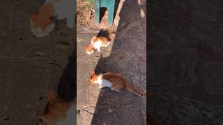 🐈 🐈two ginger homeless cats breakfast #antalya #konyaalti