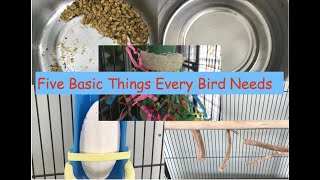 5 Basic Things Every Bird Needs