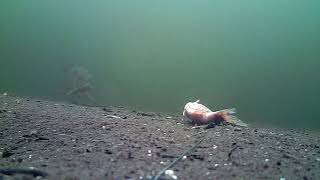 This Is Why I Started Underwaterclips, Pike Going Straight For The Kill!!!