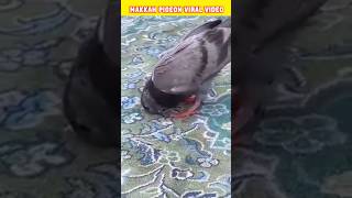 Makkah Pigeon Viral Video 🐦 | Allah ki Qudrat ka Nazara 😱 | #shorts #makkah #viral #trending