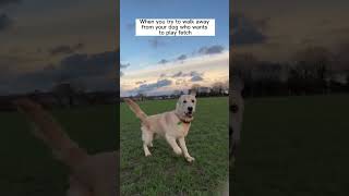 You MUST see this GOLDEN RETRIEVER'S reaction when I walk away from him