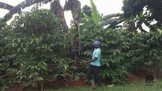 Spacing - 2 - Coffee Planting Training