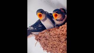 Sparrow feeding her babies.