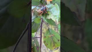 Cicadas invasion Chicago 2024