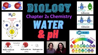 Ch. 2B - Water & pH (Biology)