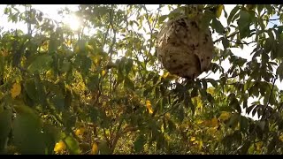 deux piqures 13,5m plus bas 😭😭😭 DGF Dordogne guêpes frelons