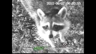 Digital night vision video of a raccoon.