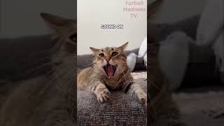 Funny Animals Videos 🤣 | Ep. 539 #shorts #viral #funny