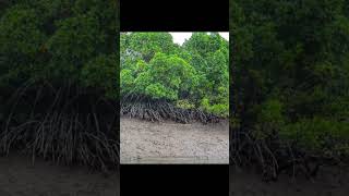 Sundarban tour/Sundarban travel/Abhijana mantasthimira veera prema