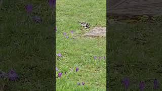 Turnstones: Turnstone birds in Colwyn Bay, North Wales #birds #northwales #wildlife