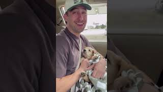 CUTE PUPPY VIDEOS #puppiesofinstagram  #mustwatchnow #shortsviral #facts #mustwatch #shortvideos