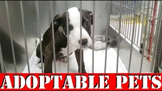 Lawton Animal Welfare's Weekly Adoptable PETS Video 5 FEB 2020