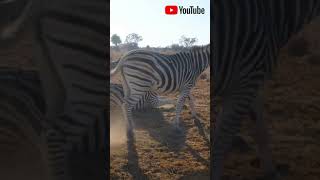 Pinguim - de -Humboldt e a Zebra das planícies -  🐧🐧🦓🦓