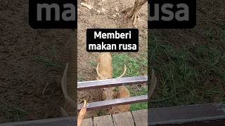 memberi makan rusa #shortvideo