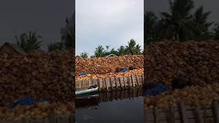 Sabut kelapa  siap di bakar