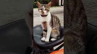 Kot Traktorzysta - Cat drives a tractor :: Traktor.com.pl