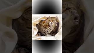 Cat's tenderness Кошачья нежность