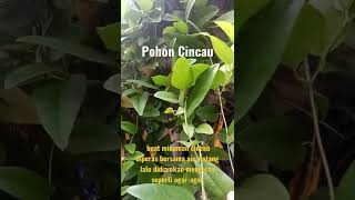 Pohon Cincau #herbal #minuman #panasdalam #shorts