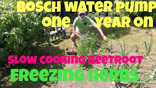 Freezing Herbs and slow cooking Beetroot | Bosch Water Pump 1 year on | Allotments For Fun and Food