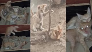 Cute Kittens Fighting to Rank/Street kittens