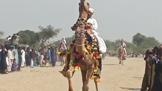 Tharparkar,s Famous and dancer camels