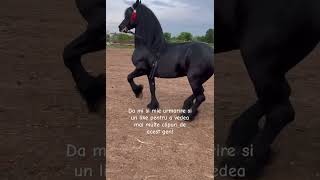 #horses #friesianhorse Cal friesian