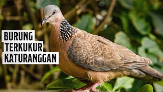 Burung Terkukur dan Katuranggannya | spotted dove| Spilopelia chinensis | Burung Derkuku