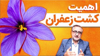 اهمیت کشت زعفران The Importance of Saffron Cultivation