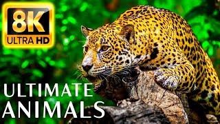 Ultimate Wild Animals Collection in 8K ULTRA HD/ 8K TV