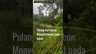 pulang dari kebun banyak monyet pada kabur#kebun#short#padangsidimpuan