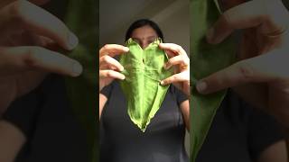 Taro Leaf Enveloped Fish - Paturi