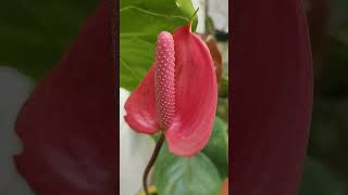 Red Anthurium 😍🌱🌿Beautiful 😍 plant 💛💛💚#anthurium #plantmoment #plantobsessed #urbanjungleblog