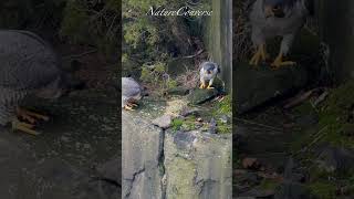 Peregrine Falcon  on a cliff   #birdshorts   #shorts #falcons  #suspense #peregrine_falcon