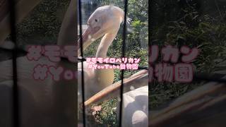 イタズラペリカン／東山動植物園［YouTube動物園］#モモイロペリカン #pelicans