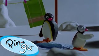 Pinga Sleepwalks into the Snow 🐧 | Pingu - Official Channel | Cartoons For Kids