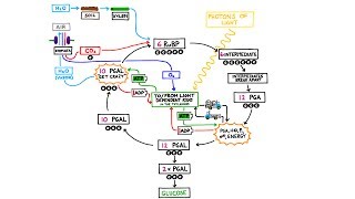 The Calvin Cycle,  Light Independent Reactions in Photosynthesis