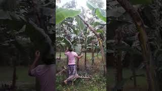 #How to harvesting are banana#ep-191#Short🍌🍌food