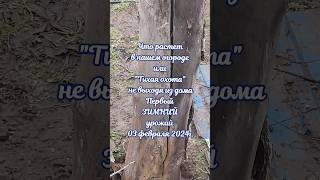 Что растет в нашем огороде или "Тихая охота" не выходя из дома/Первый ЗИМНИЙ/03.02.2024г.#shorts