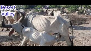 Mother Cow Emotional || Cow Feeding Calf || Cow Calf Milking || Cow Calf