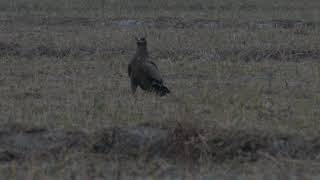 Raptorwatching : a young Steppe Eagle.